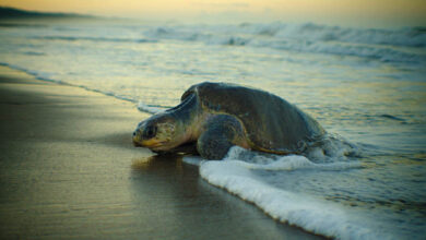 Olive Ridley turtle bangladesh