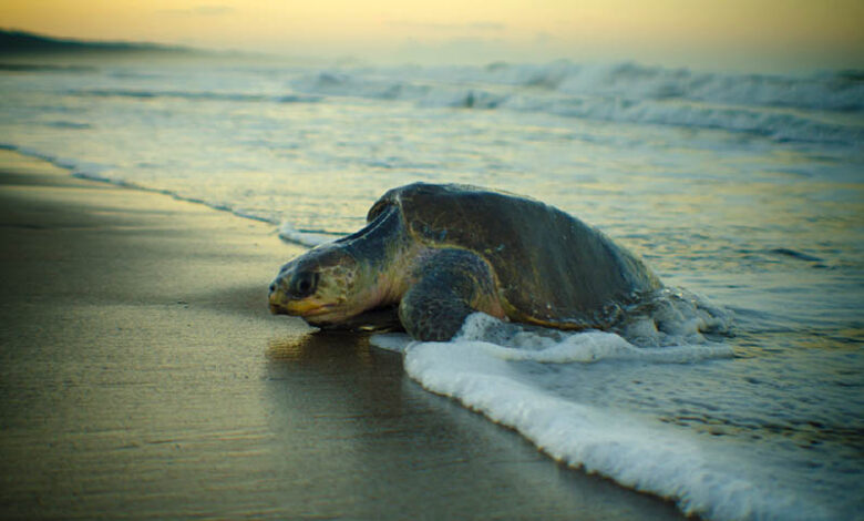 Olive Ridley turtle bangladesh