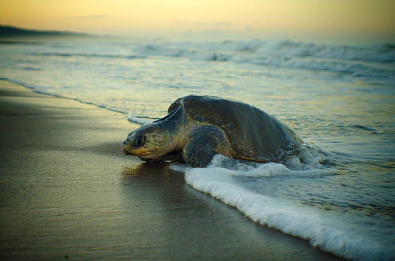 Olive Ridley turtle bangladesh