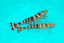 broodstock tiger shrimp, mother shrimp, black tiger shrimp,