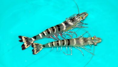 broodstock tiger shrimp, mother shrimp, black tiger shrimp,