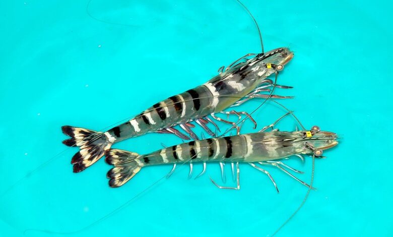 broodstock tiger shrimp, mother shrimp, black tiger shrimp,