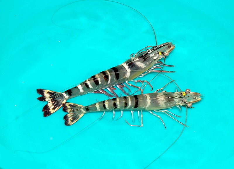 broodstock tiger shrimp, mother shrimp, black tiger shrimp,