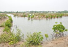 Integrated Mangrove Aquaculture