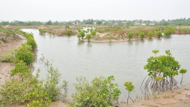 Integrated Mangrove Aquaculture