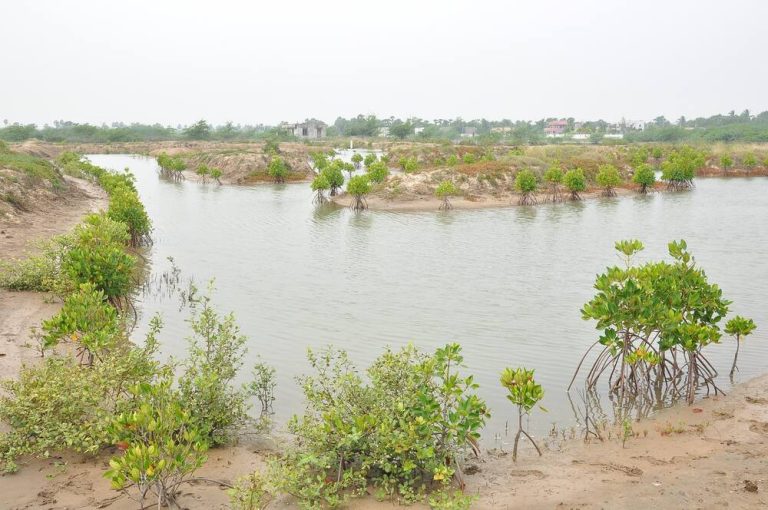 Wanamina Integrated Mangrove Aquaculture (IMA) is the sustainable choice for ...
