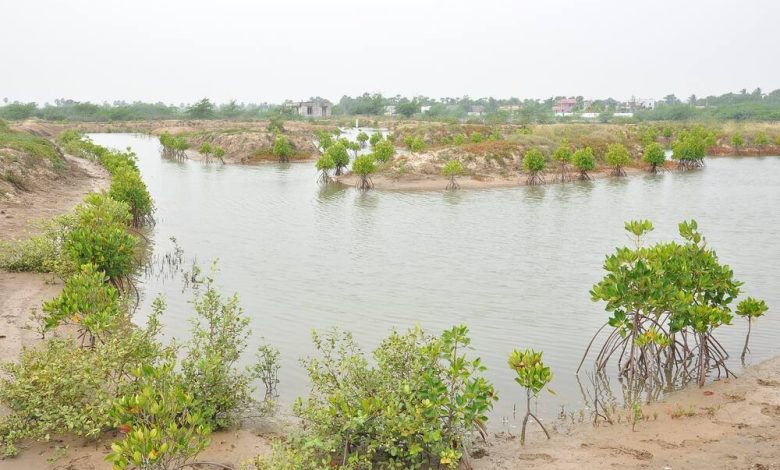 Integrated Mangrove Aquaculture