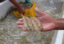 iran shrimp export