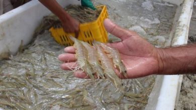 iran shrimp export