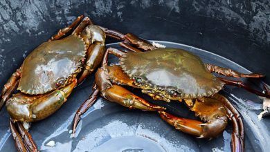 soft shell crab waste into organic fertilizer