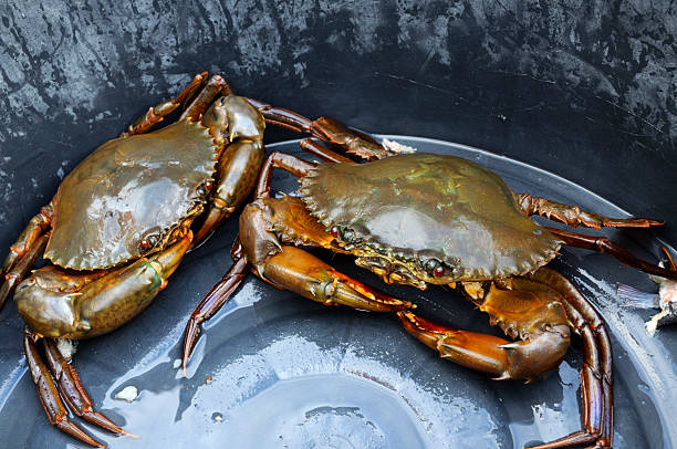 soft shell crab waste into organic fertilizer