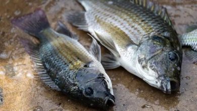 blackchin tilapia thailand