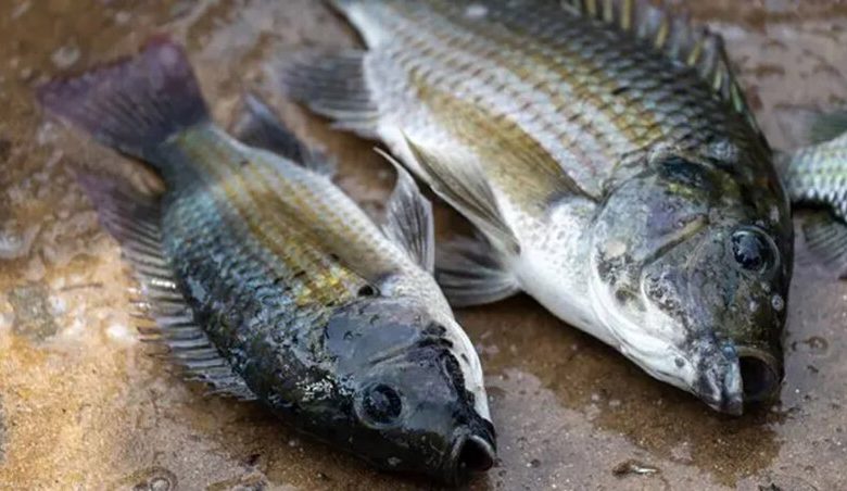 blackchin tilapia thailand