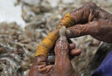 indian shrimp forced labor