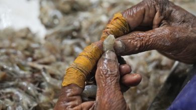 indian shrimp forced labor