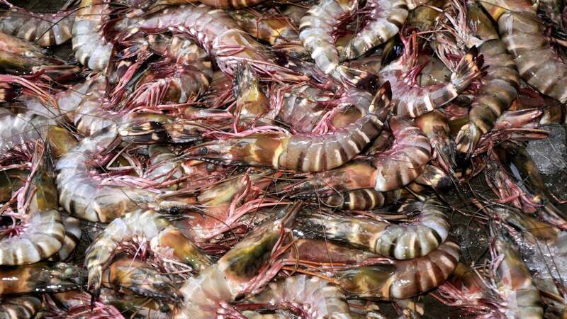 Indian wild caught shrimp