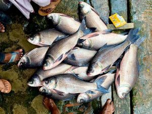 frozen raw fish Bangladesh