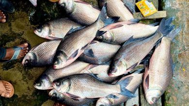 frozen raw fish Bangladesh