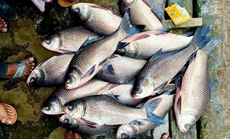 frozen raw fish Bangladesh