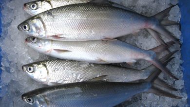 milkfish Chanos chanos in bangladesh