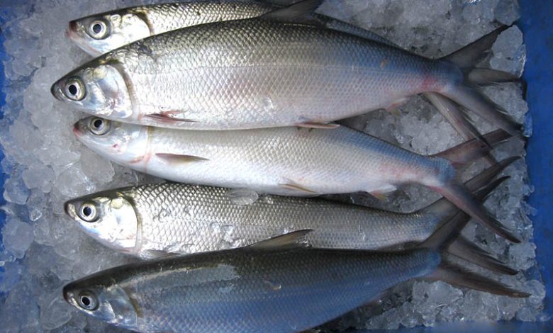 milkfish Chanos chanos in bangladesh