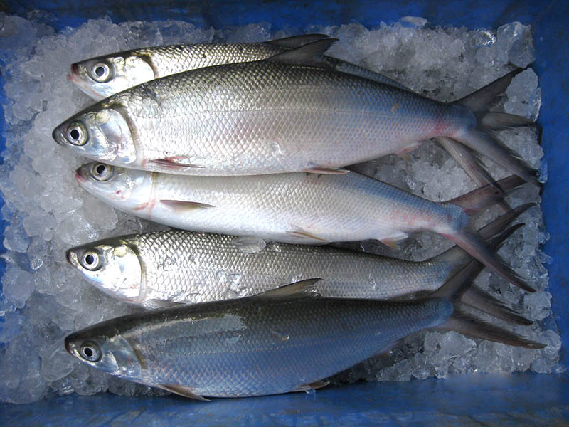 milkfish Chanos chanos in bangladesh