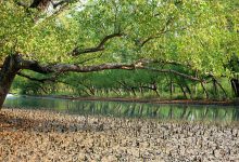 Sundarbans mangroves forest Bangladesh