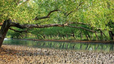 Sundarbans mangroves forest Bangladesh