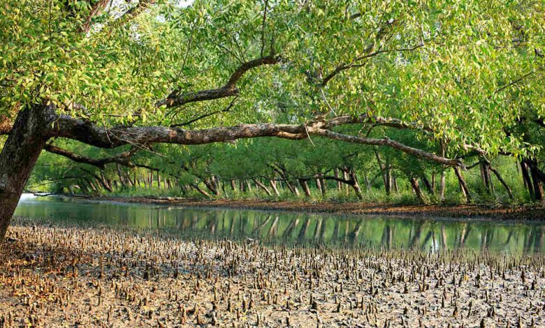 Sundarbans mangroves forest Bangladesh