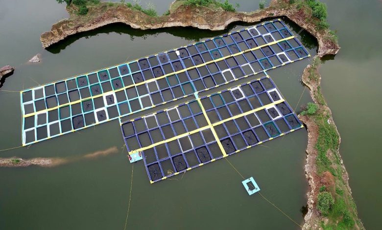 Chattisgarh cage fish farm india