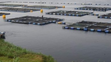 Asian sea bass cage farming