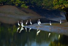 The Sundarbans mangrove forest