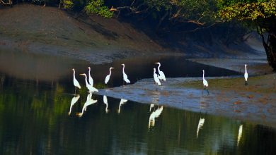 The Sundarbans mangrove forest