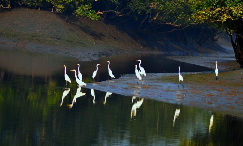 The Sundarbans mangrove forest