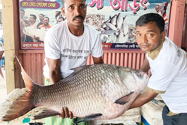 Massive 26 kg Katla Fish From Padma River Sold For Tk 40 000 In Rajbari Massive 26 kg Katla Fish From Padma River Sold For Tk 40 000 In Rajbari