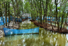 FISHBYTE mangrove shrimp farming