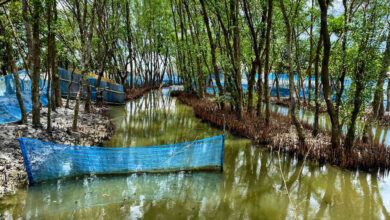 FISHBYTE mangrove shrimp farming