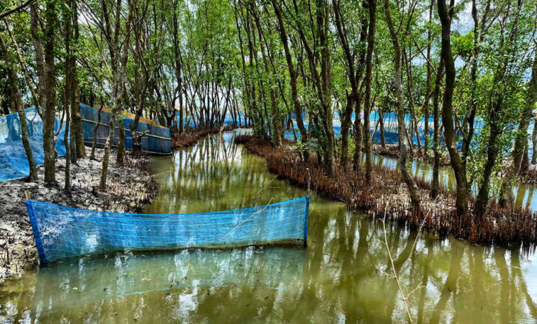 FISHBYTE mangrove shrimp farming