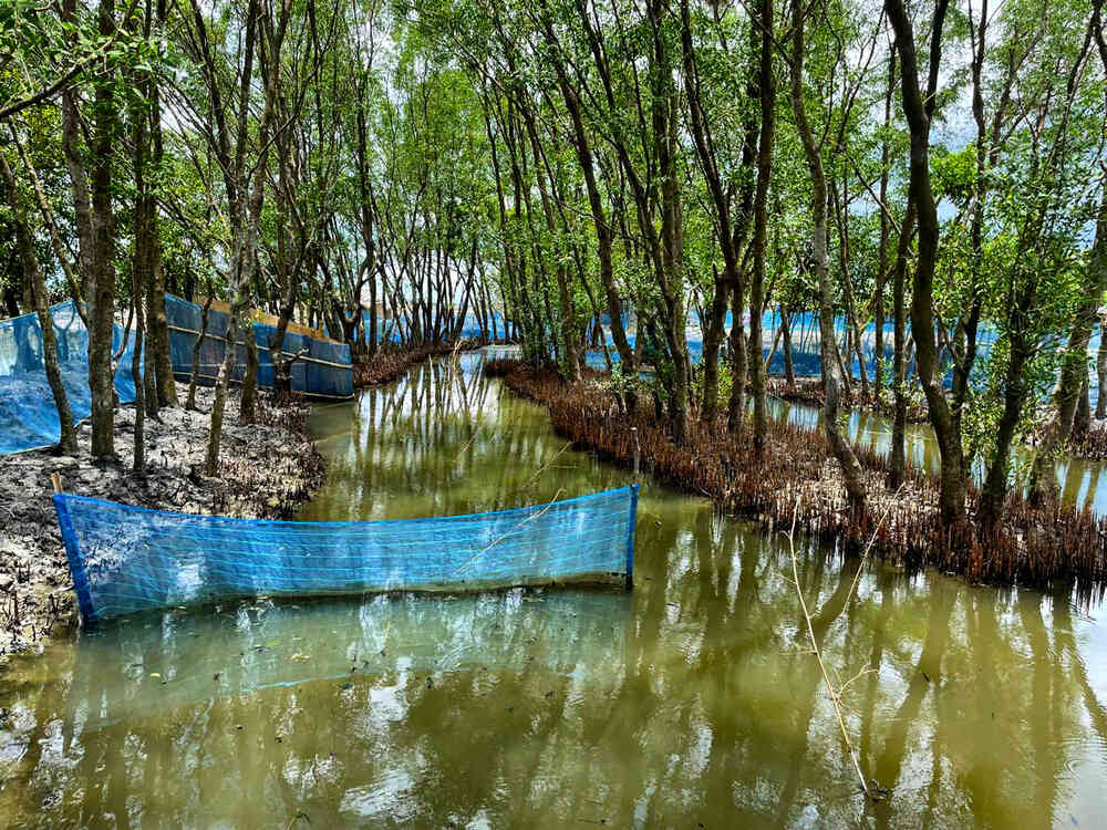 FISHBYTE mangrove shrimp farming