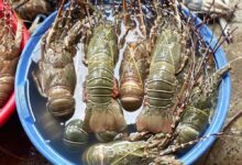 Lobster from Cox's Bazar Bangladesh