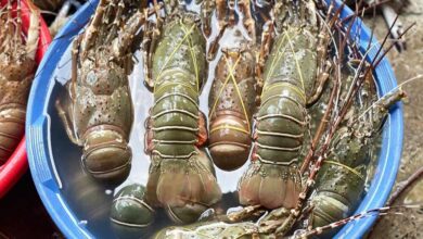 Lobster from Cox's Bazar Bangladesh