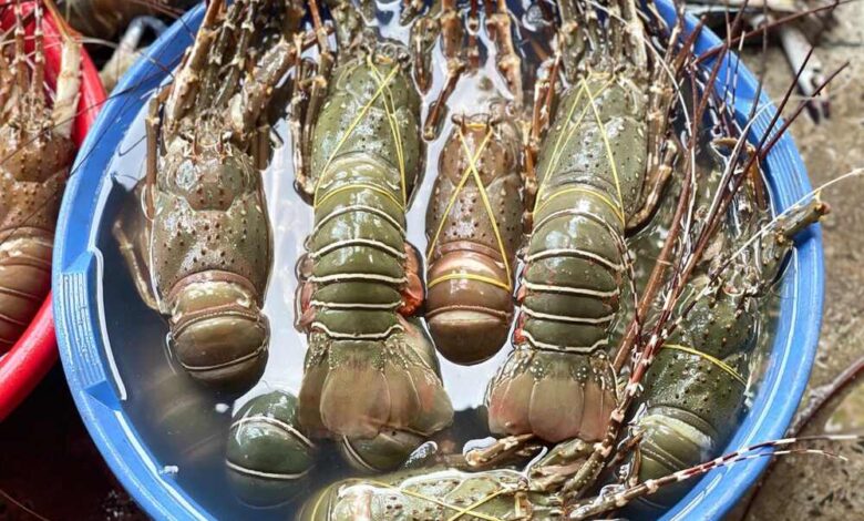 Lobster from Cox's Bazar Bangladesh