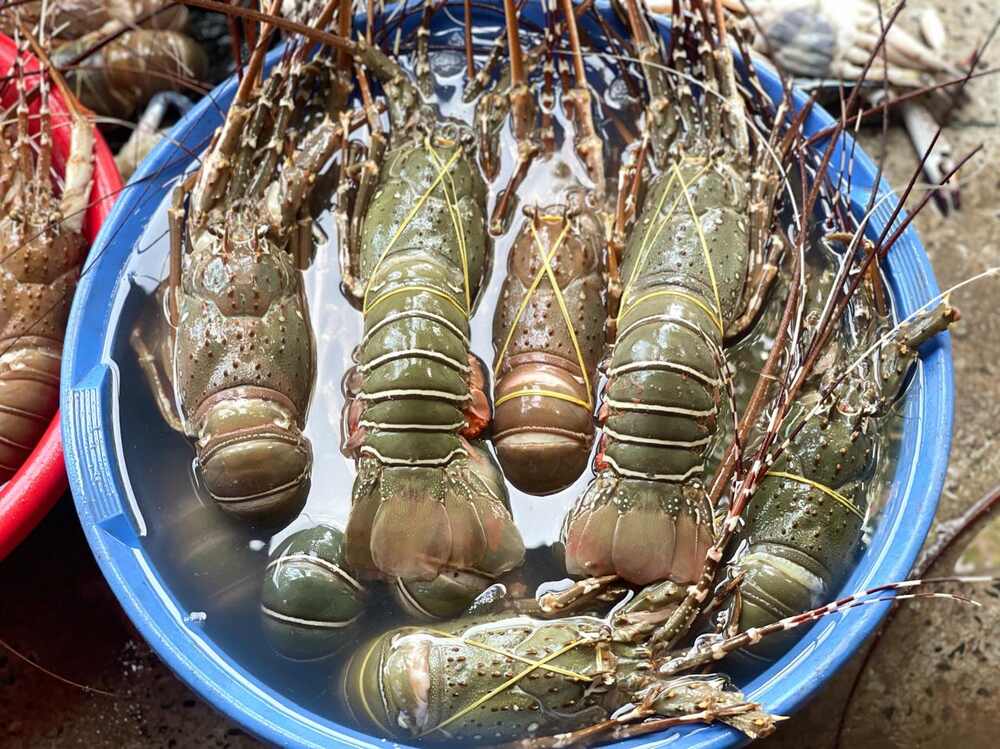 Lobster from Cox's Bazar Bangladesh
