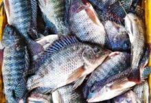 Tilapia Fish Bangladesh