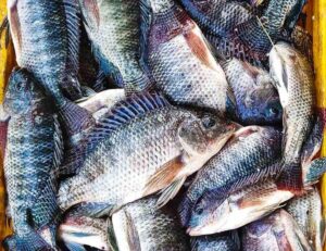 Tilapia Fish Bangladesh
