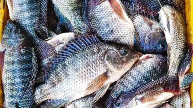 Tilapia Fish Bangladesh