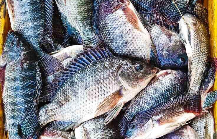 Tilapia Fish Bangladesh