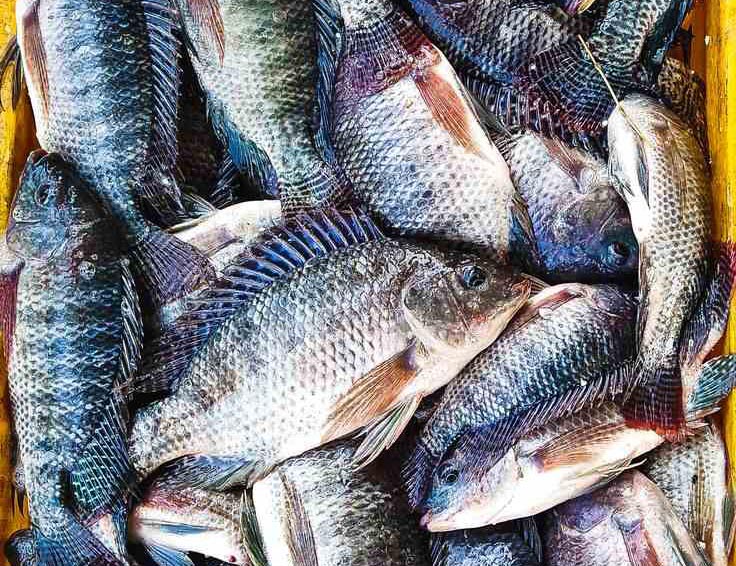 Tilapia Fish Bangladesh