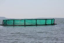 climate smart aquaculture