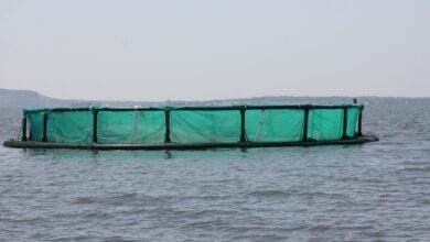 climate smart aquaculture